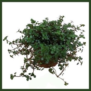 Bild von Muehlenbeckia P12